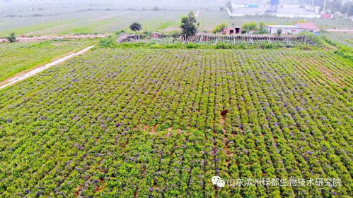 雙招雙引共建科研基地，中藥康養促進鄉村振興
