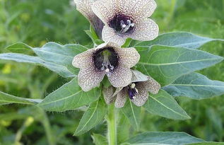 我國(guó)名貴中藥材概覽及中草藥科技領(lǐng)域技術(shù)咨詢分析