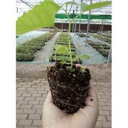 雜交構(gòu)樹(shù)種植技術(shù)在中草藥科技領(lǐng)域的應(yīng)用與咨詢