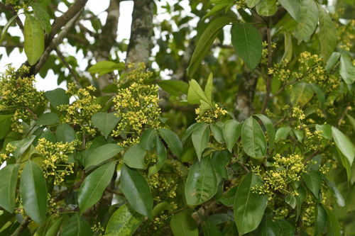 我國(guó)研究人員發(fā)現(xiàn)6種植物新物種，推動(dòng)中草藥科技領(lǐng)域發(fā)展