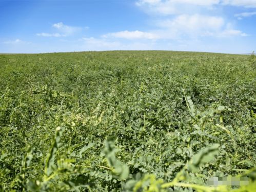 家庭農(nóng)場(chǎng)成農(nóng)民增收致富新亮點(diǎn) 中草藥科技引領(lǐng)鄉(xiāng)村振興