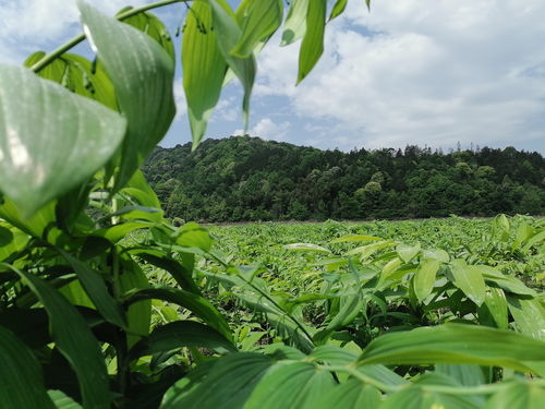 科研機(jī)構(gòu)與中醫(yī)藥產(chǎn)業(yè)聯(lián)姻 祁門縣以中草藥科技咨詢力促高質(zhì)量發(fā)展