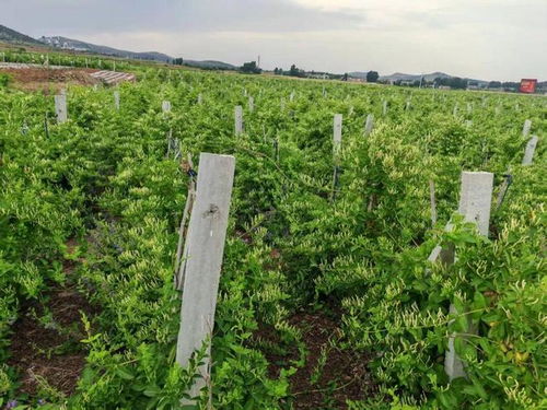 新年豪言振遠(yuǎn)安 金銀花開富萬家，中草藥科技引領(lǐng)新征途