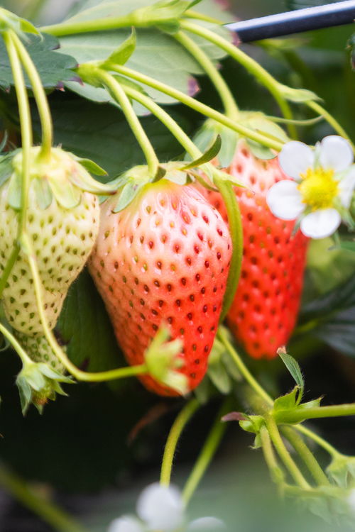 山東好景 濟(jì)南推出中草藥科技培育的“放心草莓”，引領(lǐng)健康飲食新風(fēng)尚